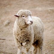 Merinowolle zum Stricken: Was ist das überhaupt?