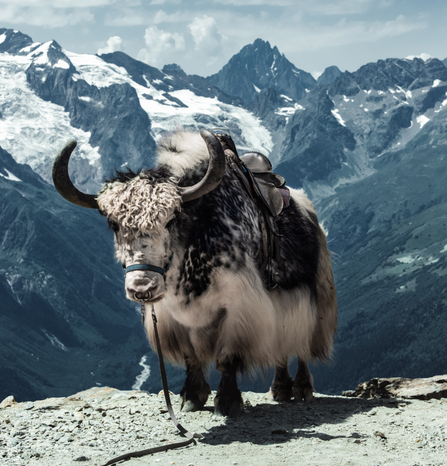 Yak Rind
